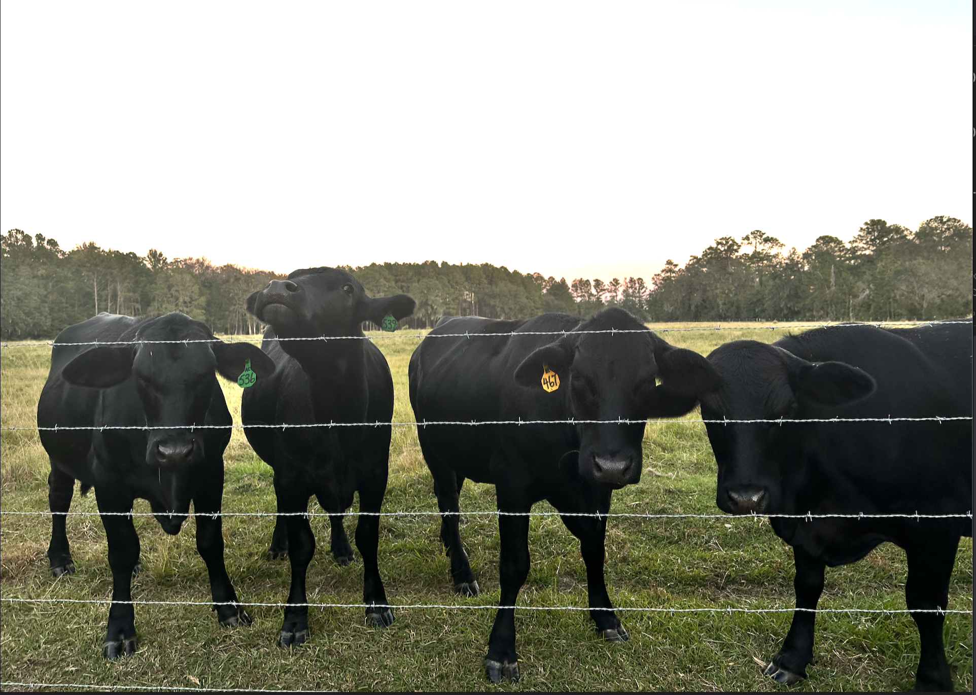 Black Angus Cattle Herd